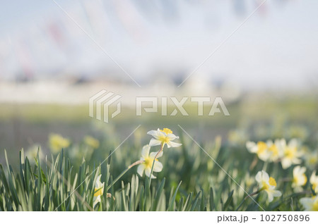 スイセンの花 スイセンの花 102750896