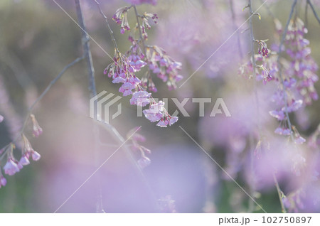 枝垂れ桜 枝垂れ桜 102750897