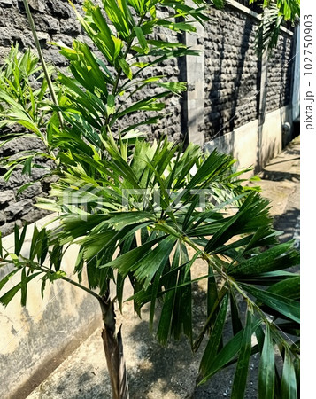 Close up of foxtail palm plant  102750903