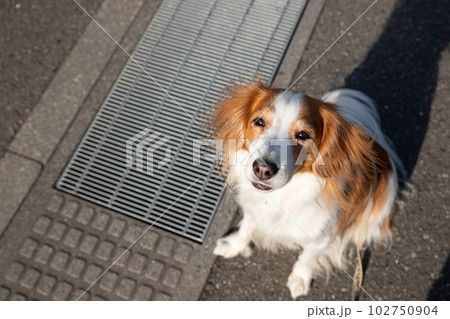 排水溝を頑張って渡る中型犬 排水溝を頑張って渡る中型犬 102750904
