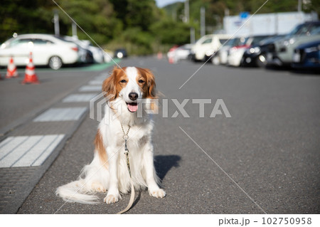 駐車場でたたずむ中型犬 駐車場でたたずむ中型犬 102750958