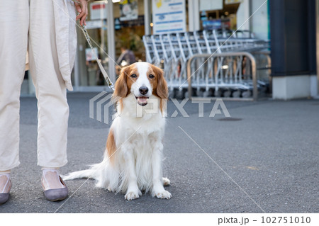スーパーの前で待っている犬 スーパーの前で待っている犬 102751010
