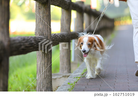 飼主さんと一緒に楽しそうにお散歩するコーイケルホンディエ 102751019