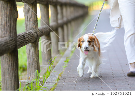 飼主さんと一緒に楽しそうにお散歩するコーイケルホンディエ 102751021