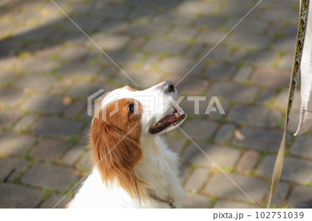 テラスで飼い主さんを待つコーイケルホンディエ 102751039