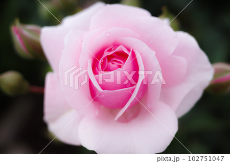 バラの花 バラの花 102751047