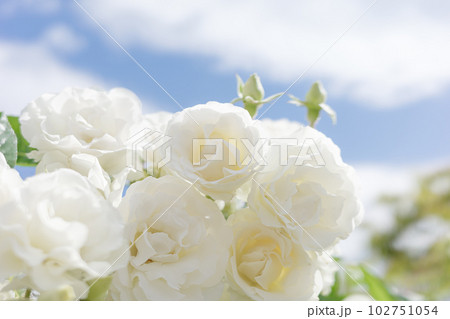 バラの花 バラの花 102751054