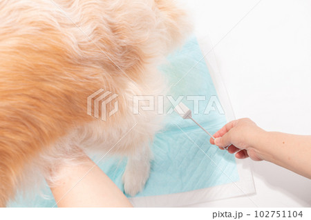 尿検査で採尿する犬 102751104