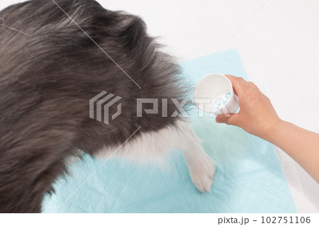 尿検査で採尿する犬 102751106