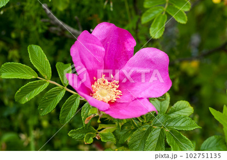 浜茄子(はまなす) 102751135