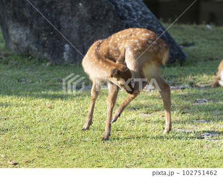 奈良公園の可愛い子鹿 奈良公園の可愛い子鹿 102751462