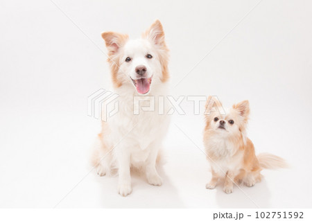 レッドのボーダーコリーとクリームチワワ 102751592