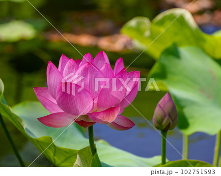 赤いハスの花 102751593