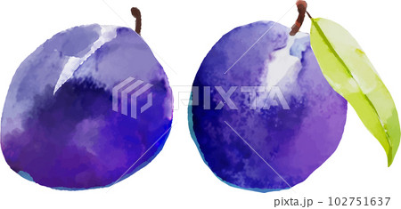 プルーンの水彩風ベクターイラスト プルーンの水彩風ベクターイラスト 102751637