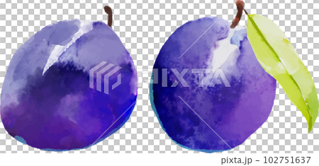 プルーンの水彩風ベクターイラスト プルーンの水彩風ベクターイラスト 102751637