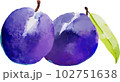 プルーンの水彩風ベクターイラスト 102751638
