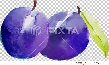梅干的水彩風格矢量插畫 102751638