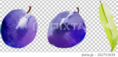 Prunes watercolor style vector illustration set 102751639