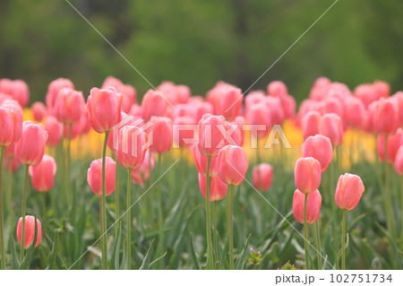 ちゅーりっぷ畑1838 ちゅーりっぷ畑1838 102751734