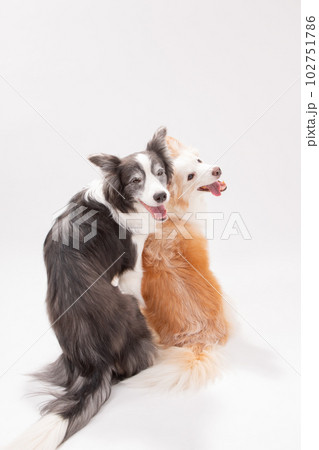 レッドとブルーのボーダーコリー雄と雌2頭 102751786