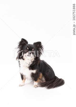 ブラックタンホワイのロングコートチワワ　雄犬 102751866