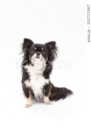 ブラックタンホワイのロングコートチワワ 雄犬の写真素材 [102751867