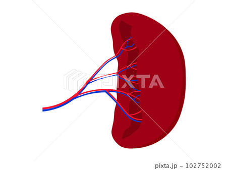 人間の脾臓 102752002