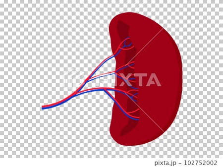 人間の脾臓 102752002
