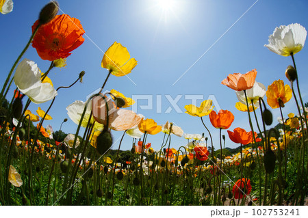 アイスランドポピー1489 102753241