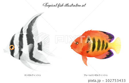 熱帯魚のイラスト素材セット 102753433