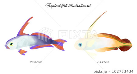 熱帯魚のイラスト素材セット 熱帯魚のイラスト素材セット 102753434