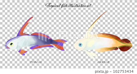 Tropical fish illustration material set 102753434