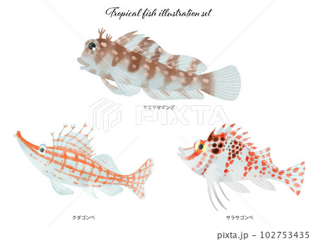 熱帯魚のイラスト素材セット 熱帯魚のイラスト素材セット 102753435