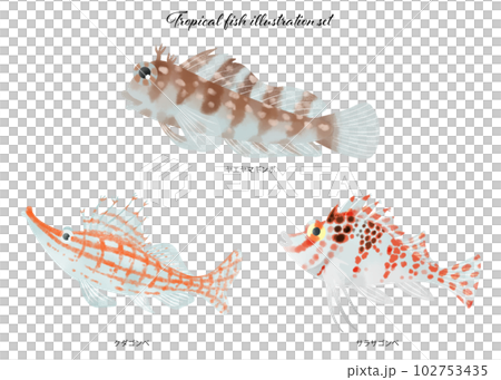 熱帯魚のイラスト素材セット 熱帯魚のイラスト素材セット 102753435