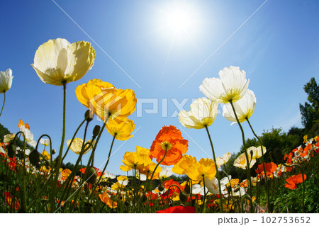 アイスランドポピー1337 102753652