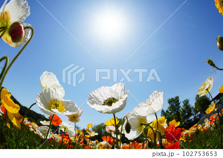 アイスランドポピー1642 102753653