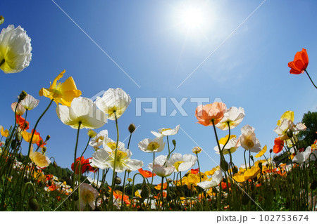 アイスランドポピー1411 102753674