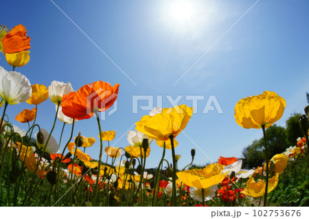 アイスランドポピー1417 102753676