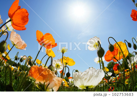 アイスランドポピー1434 102753683