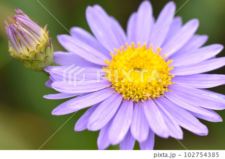 満開のブルーデージー 満開のブルーデージー 102754385