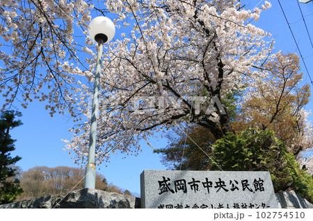 盛岡市中央公民館の桜 102754510