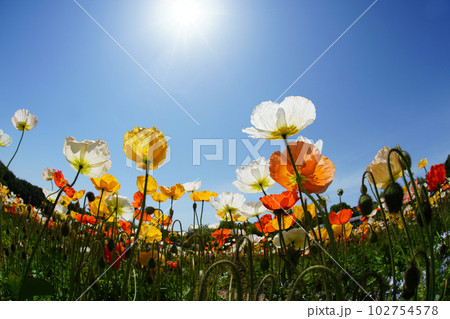 アイスランドポピー1270 102754578