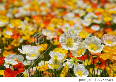 アイスランドポピー1554 102754584