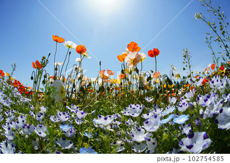 アイスランドポピー1284 102754585