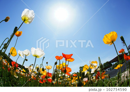 アイスランドポピー1292 102754590