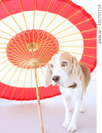 ビーグル犬と和傘 102755719