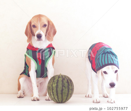 2匹のビーグル犬とスイカ 102755977