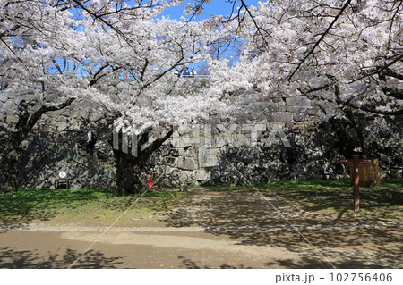 盛岡城跡公園の桜 盛岡城跡公園の桜 102756406