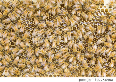 養蜂イメージ　巣枠に沢山ついたミツバチ 102756908