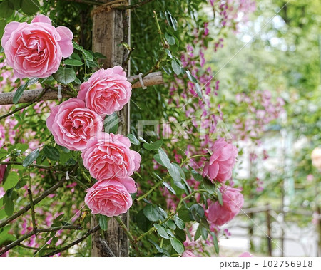 美しいピンク色バラの風景 みなと見える公園 美しいピンク色バラの風景 みなと見える公園 102756918